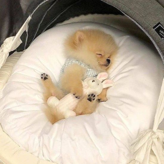 이소희 강아지 tweet media