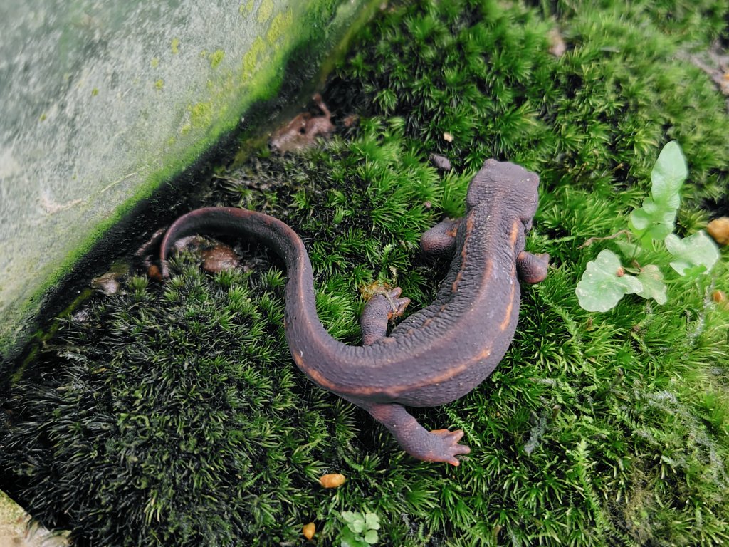 オキナワシリケンイモリ2021CB 金箔無しを期待している個体になります