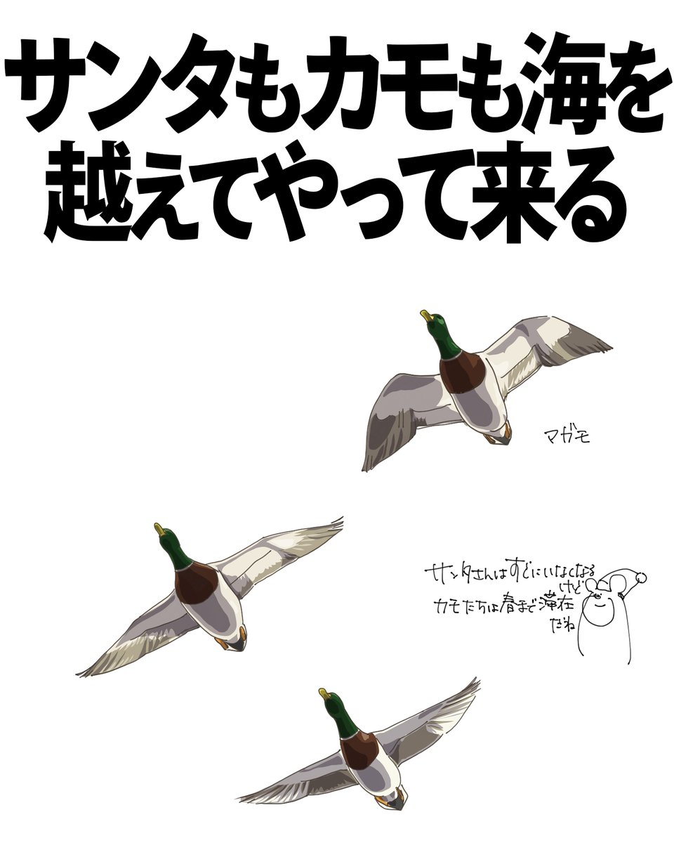 サンタさん来ましたか？
海の向こうからぴゅんとやってきて、あっという間に行ってしまいましたね。

同じように冬鳥のカモも、秋に海の向こうから飛んできます。夏を過ごした地域は極寒なので、冬は日本に移動してくるのです。

遠い国から飛んできたカモたち。
ゆっくりしてってくださいね。