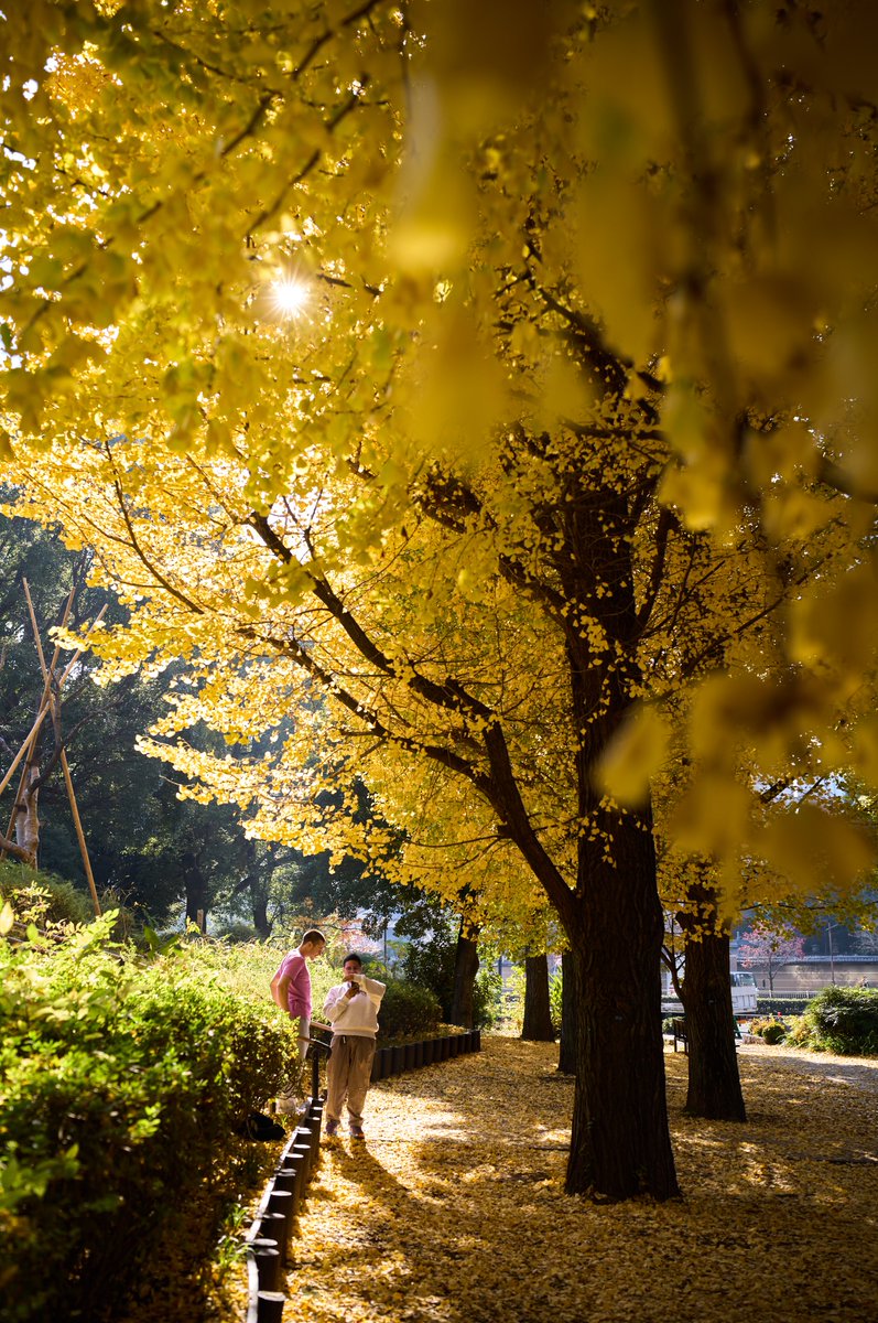 TakuyaAkahoshi's tweet photo. A pause in gold. 🍁
Tap for full view.

Leica M EV1 / APO-Summicron-M 35mm F2 ASPH. https://t.co/P2sQvRtcun