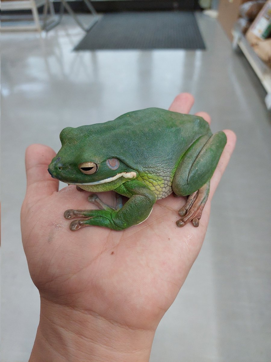 カエル新入荷！！】 ・クツワアメガエル XLサイズ デカイ！ビッグ