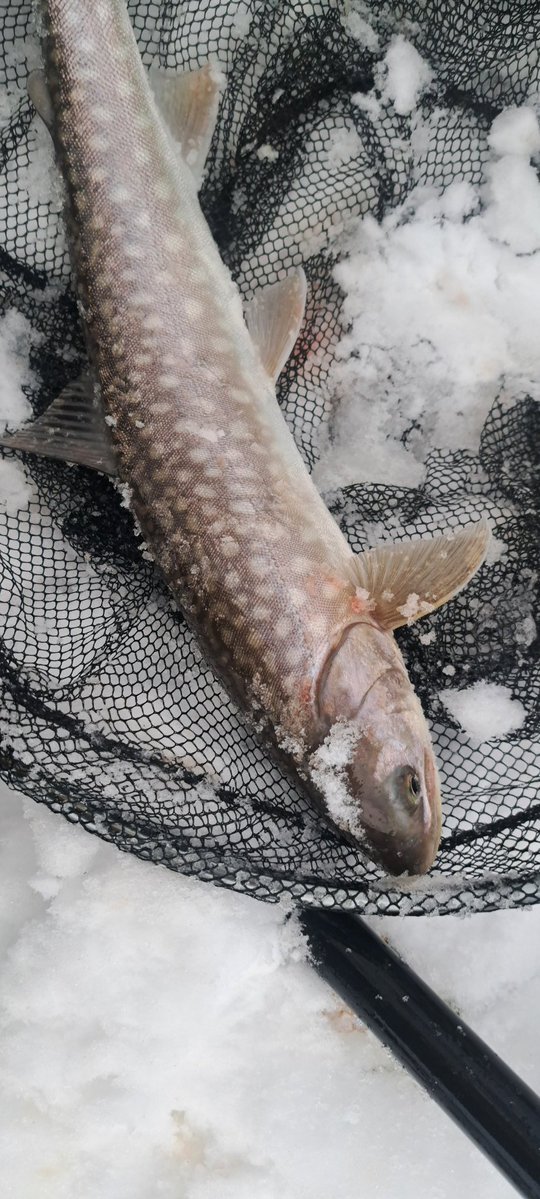 viphage's tweet image. 45㎝2匹目釣れたたわ⁉️肉付き良くなったかも知れないわ☺⁉️#シマノ#ボーダレス#渓流釣り#北海道#アメマス