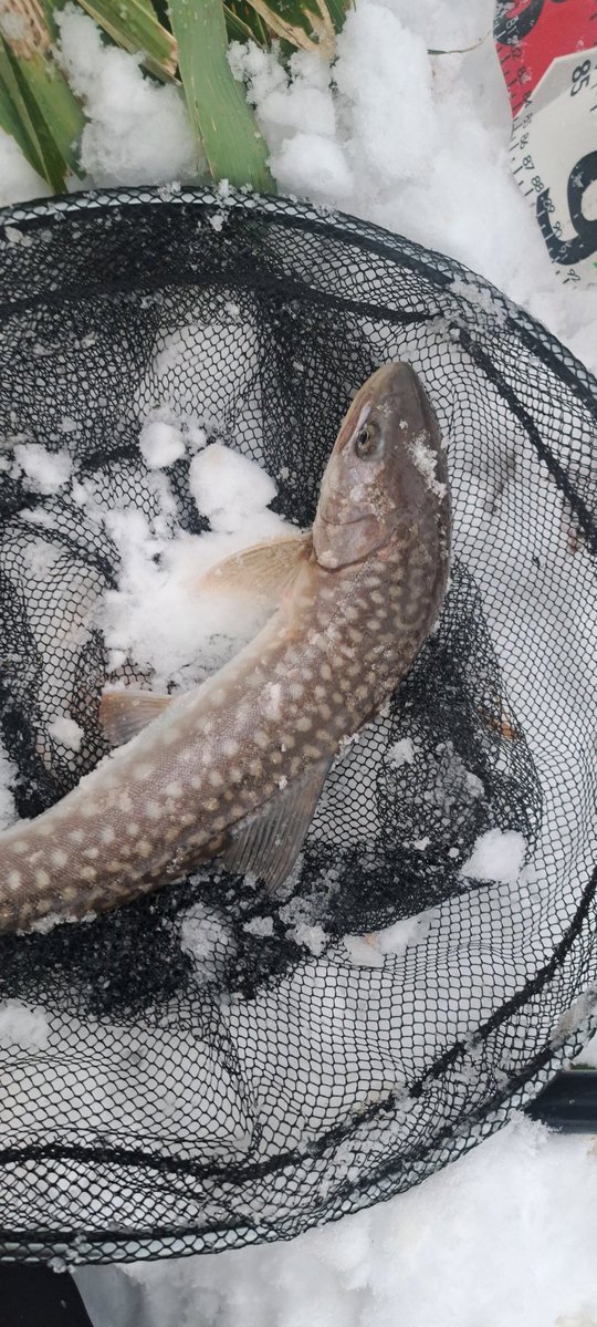 viphage's tweet image. 45㎝2匹目釣れたたわ⁉️肉付き良くなったかも知れないわ☺⁉️#シマノ#ボーダレス#渓流釣り#北海道#アメマス