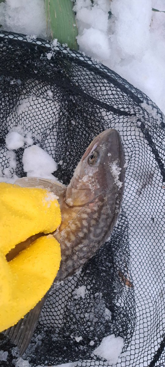 viphage's tweet image. 45㎝2匹目釣れたたわ⁉️肉付き良くなったかも知れないわ☺⁉️#シマノ#ボーダレス#渓流釣り#北海道#アメマス