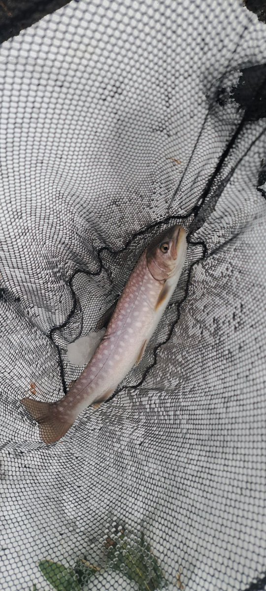 viphage's tweet image. 45㎝2匹目釣れたたわ⁉️肉付き良くなったかも知れないわ☺⁉️#シマノ#ボーダレス#渓流釣り#北海道#アメマス