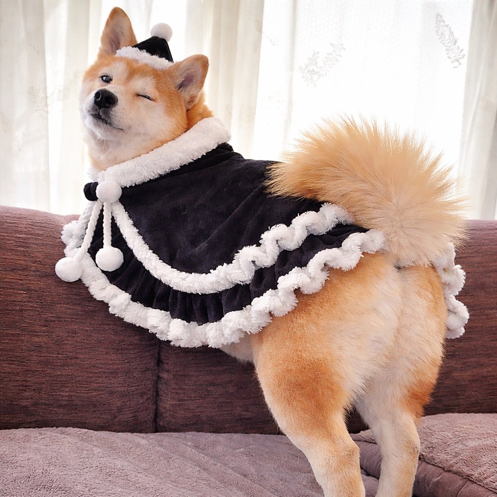 柴犬·͜·♡もも (@momonosekaiii) / Posts / X