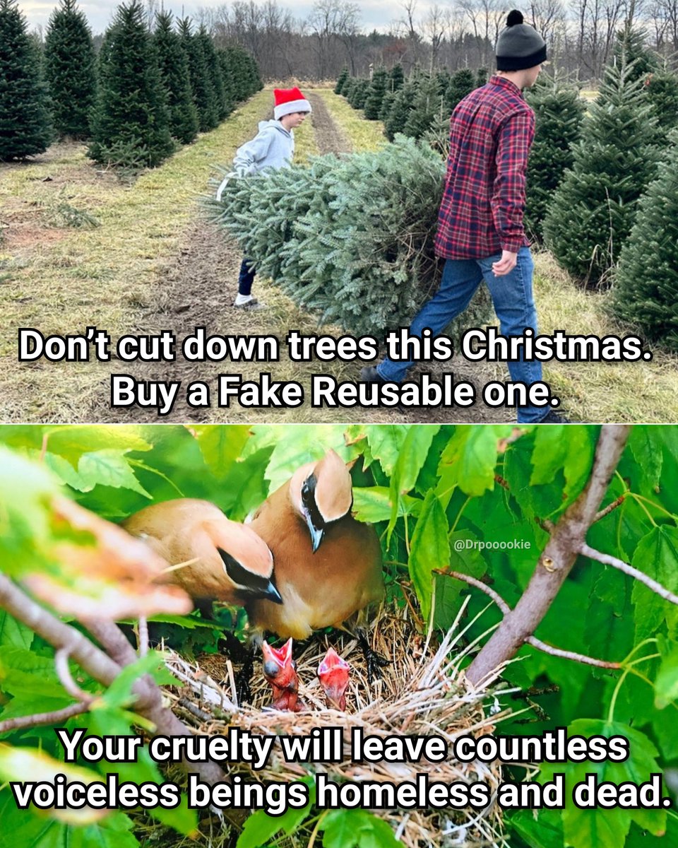 Jesus Christ would be happier if you plant trees instead of cutting them down.

Merry Christmas.