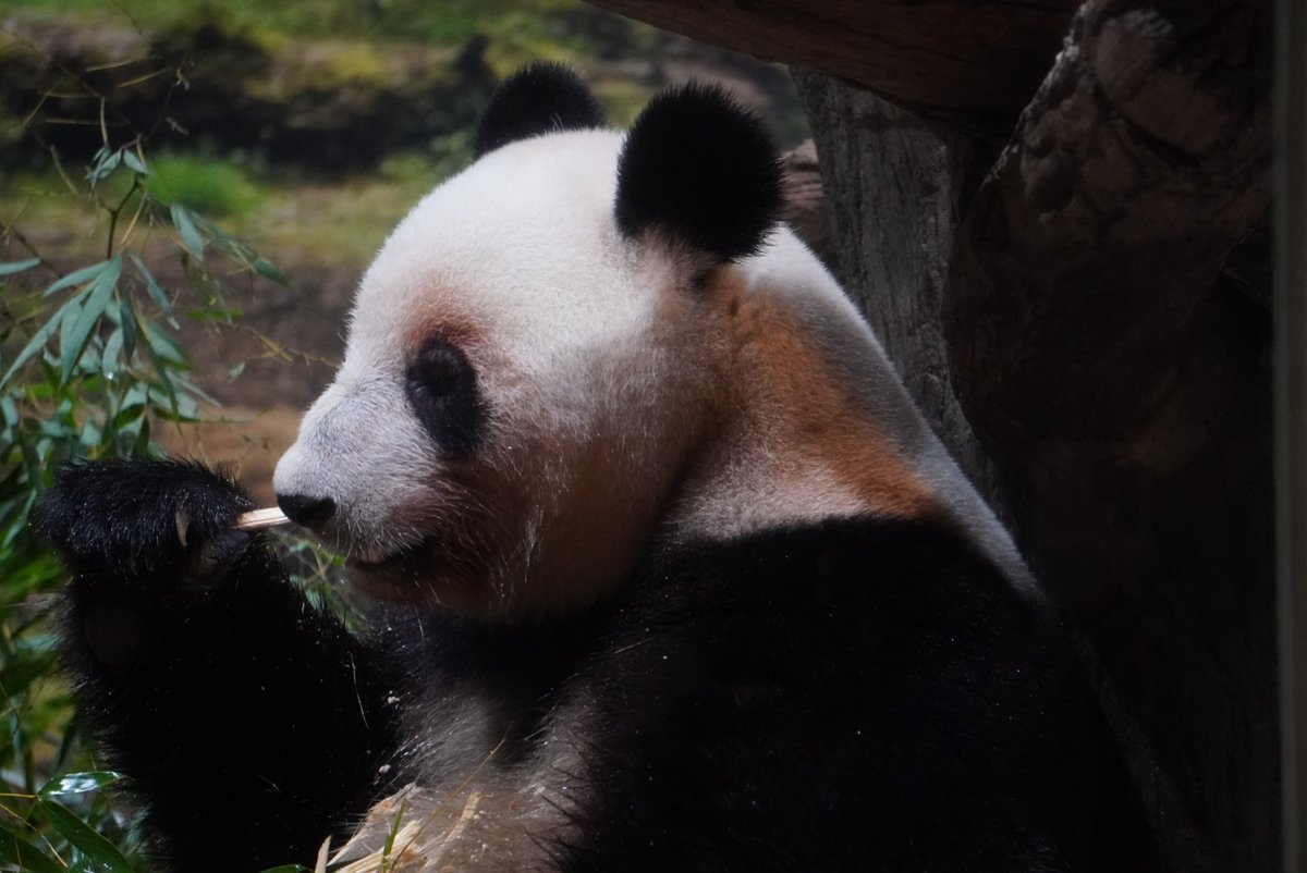 15時半からの回行ってきました。 身分証確認ありました。 モグモグレイ