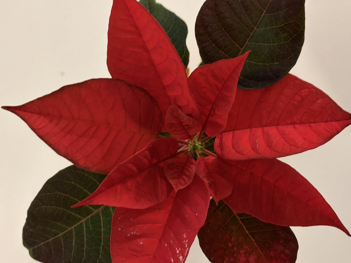 BellaBlockB  tweet media