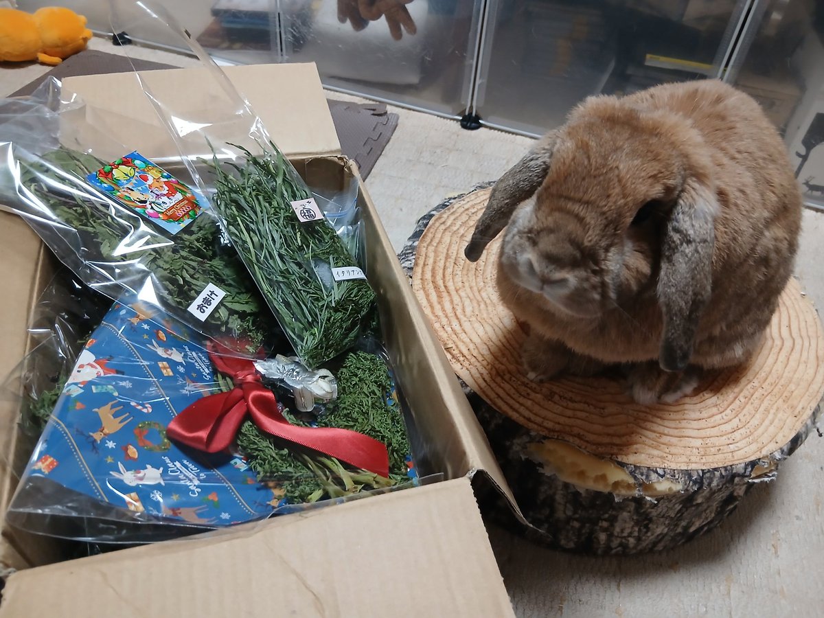 クーリスマスはコンにもやってくる~꙳★*ﾟ.*･ﾟ　.ﾟ･*.🎄.*･ﾟ　.ﾟ･*.꙳★*ﾟ
(<a href="/usafukusyokudou/">うさ福食堂*´ㅅ`)</a>)