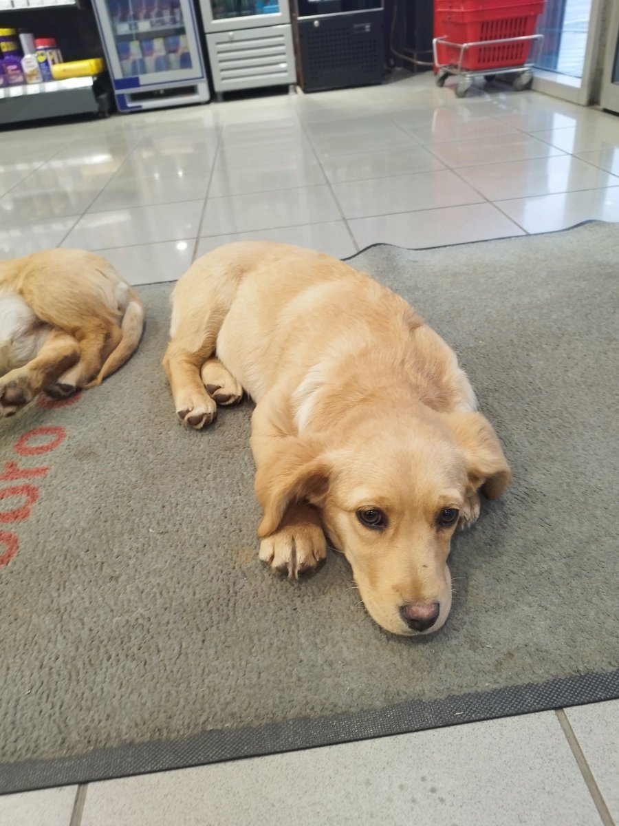 melanesianfrog's tweet image. Izbačeni na OMV pumpi u Ćelijama. Dva savršena psića traže dom.