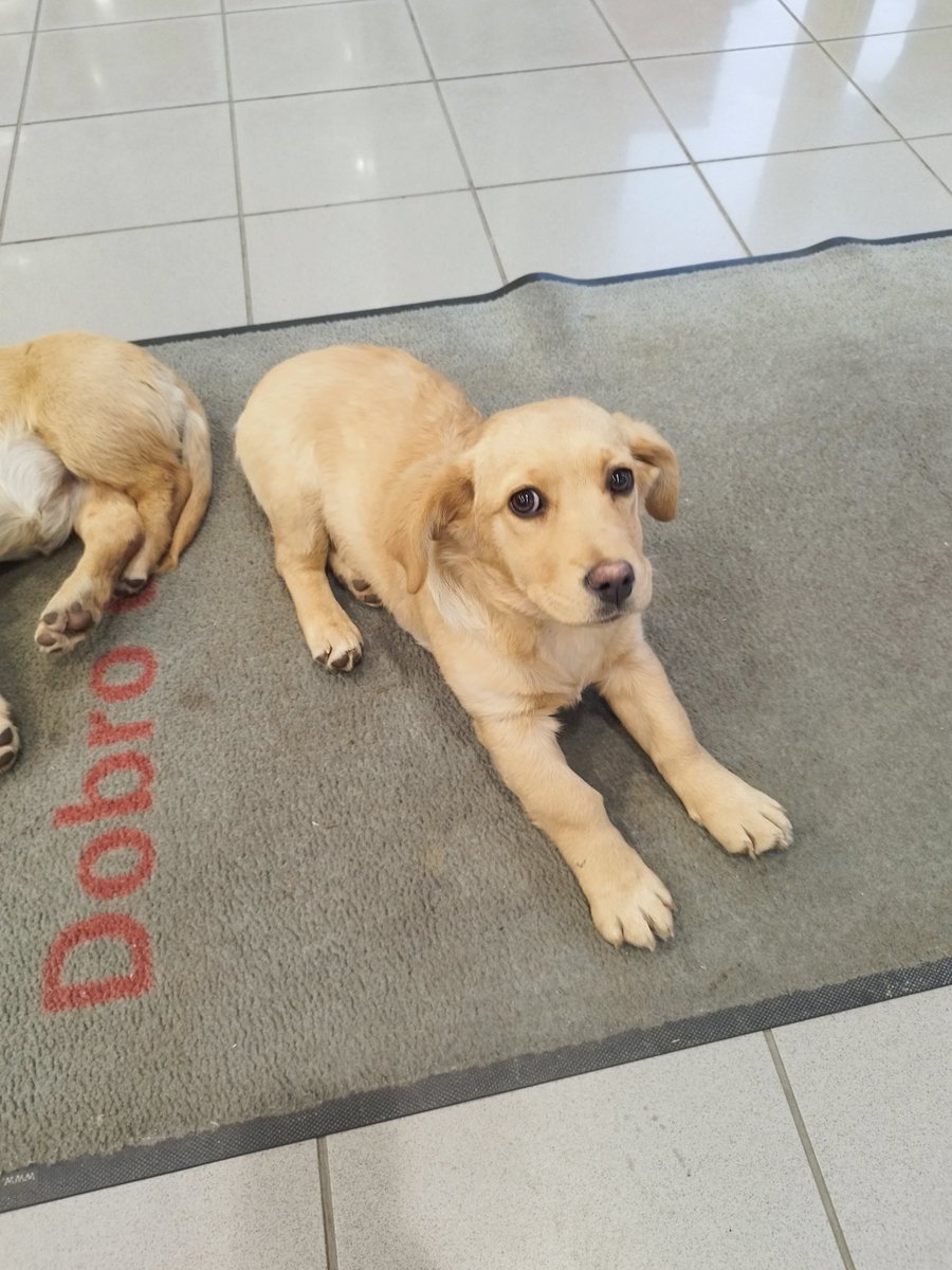 melanesianfrog's tweet image. Izbačeni na OMV pumpi u Ćelijama. Dva savršena psića traže dom.