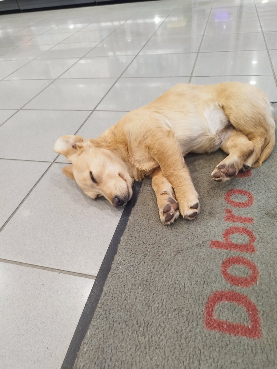 melanesianfrog's tweet image. Izbačeni na OMV pumpi u Ćelijama. Dva savršena psića traže dom.