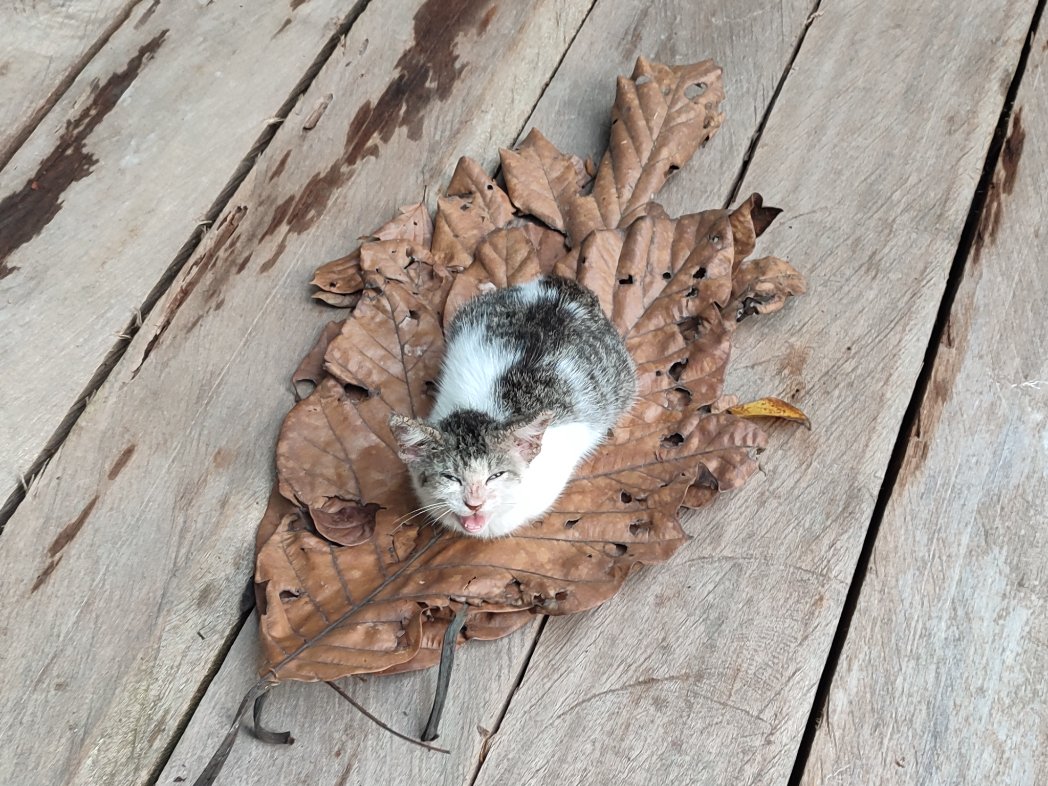 satoderie's tweet image. kucing bersarang, kenapa kamu suka bersarang?