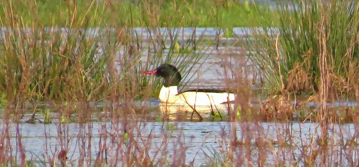 R.hewitt tweet media