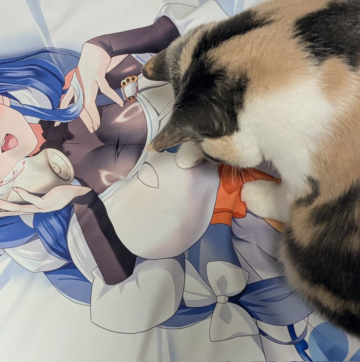 職人による抱き枕の色校チェックと揉み心地の最終チェックをしていただいております
「ヨシ!」とのこと 