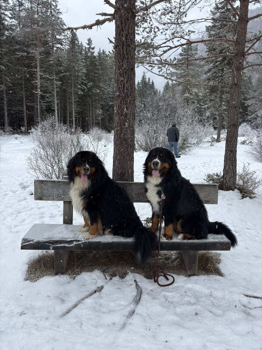 Frohe Weihnachten 🎄☃️