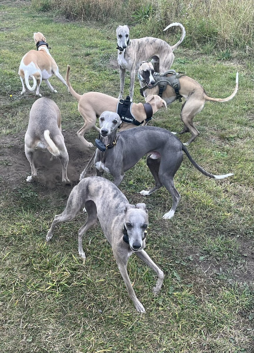 ScarecrowNeste1's tweet image. 4 today 🥳
Happy Birthday to Ferne 🐕
#Whippet