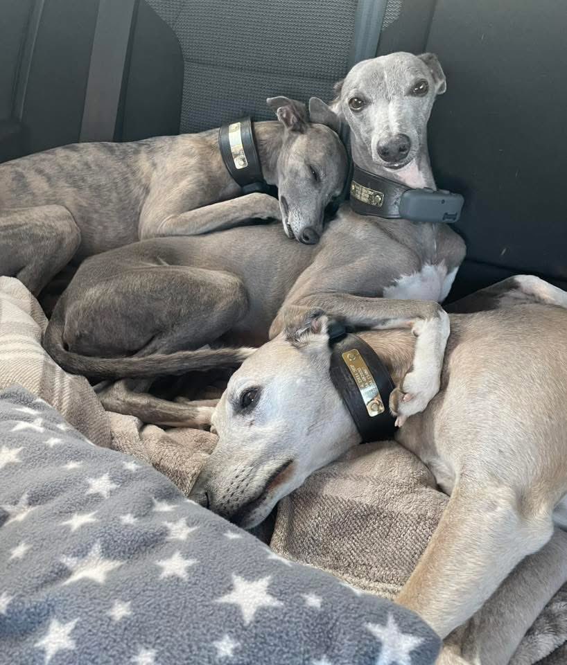 ScarecrowNeste1's tweet image. 4 today 🥳
Happy Birthday to Ferne 🐕
#Whippet
