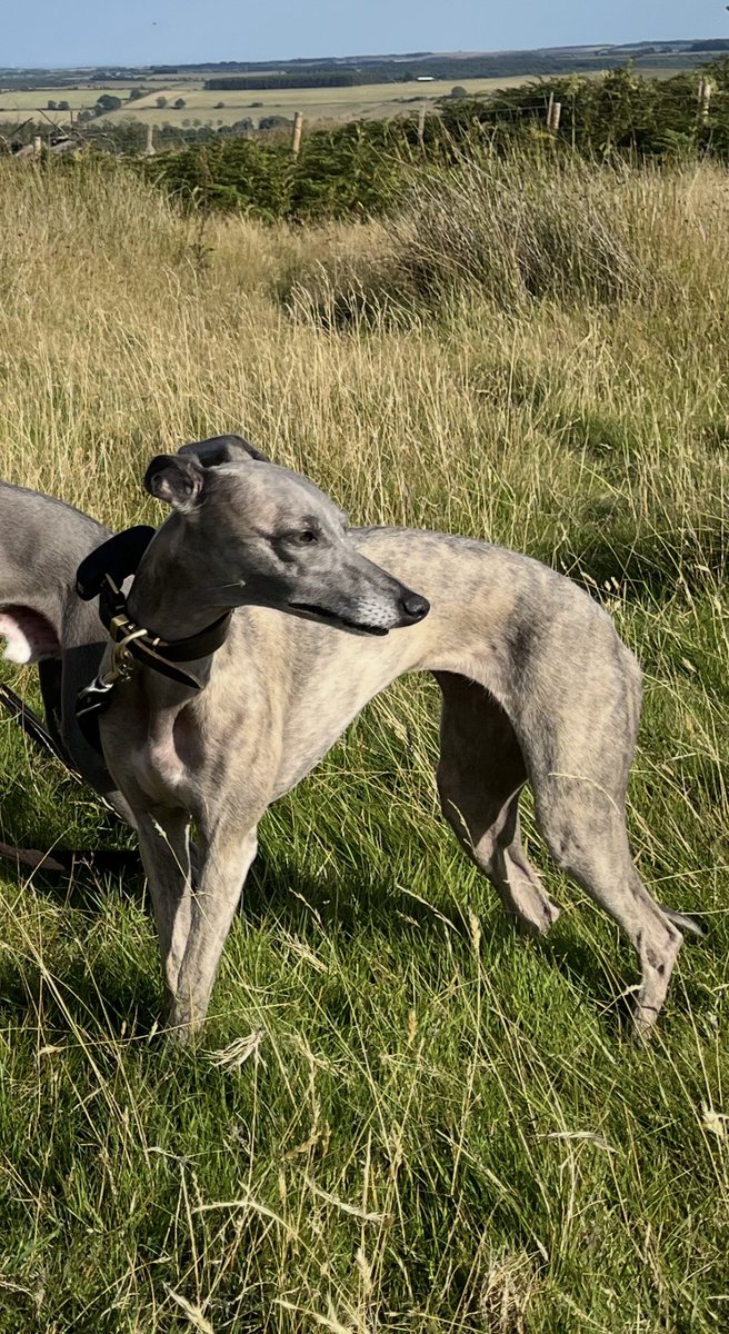 ScarecrowNeste1's tweet image. 4 today 🥳
Happy Birthday to Ferne 🐕
#Whippet