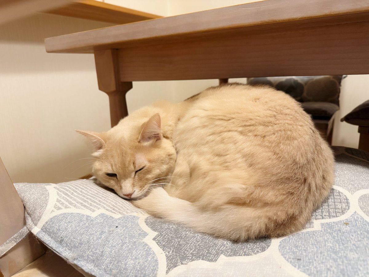 おねむな麻呂くん🐱💤✨️