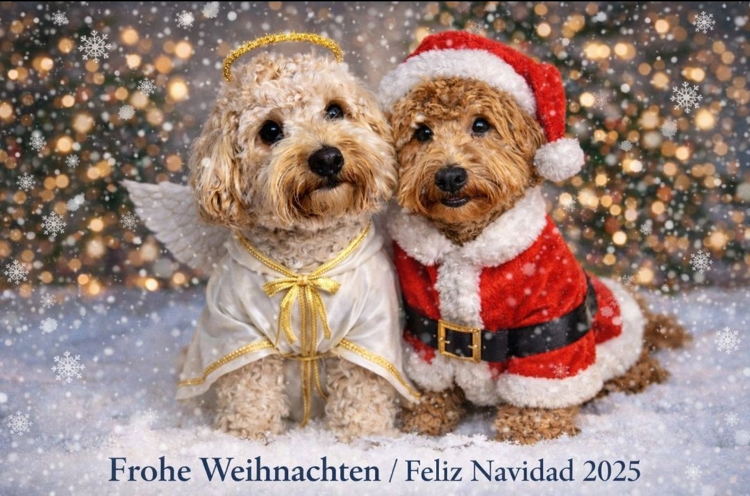 Ich wünsche allen ein schönes und ruhiges Weihnachtsfest  🎄🎁🎀.
Den vielen kranken Vier und Zeibeinern vor allen, werdet schnell wieder Gesund 😘✊
#twitterrudel