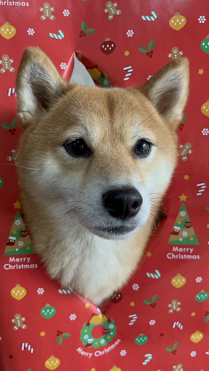 豆柴 豆柴 – イヌと暮らす / 藤沢市のトリミングサロン・保護犬猫支援