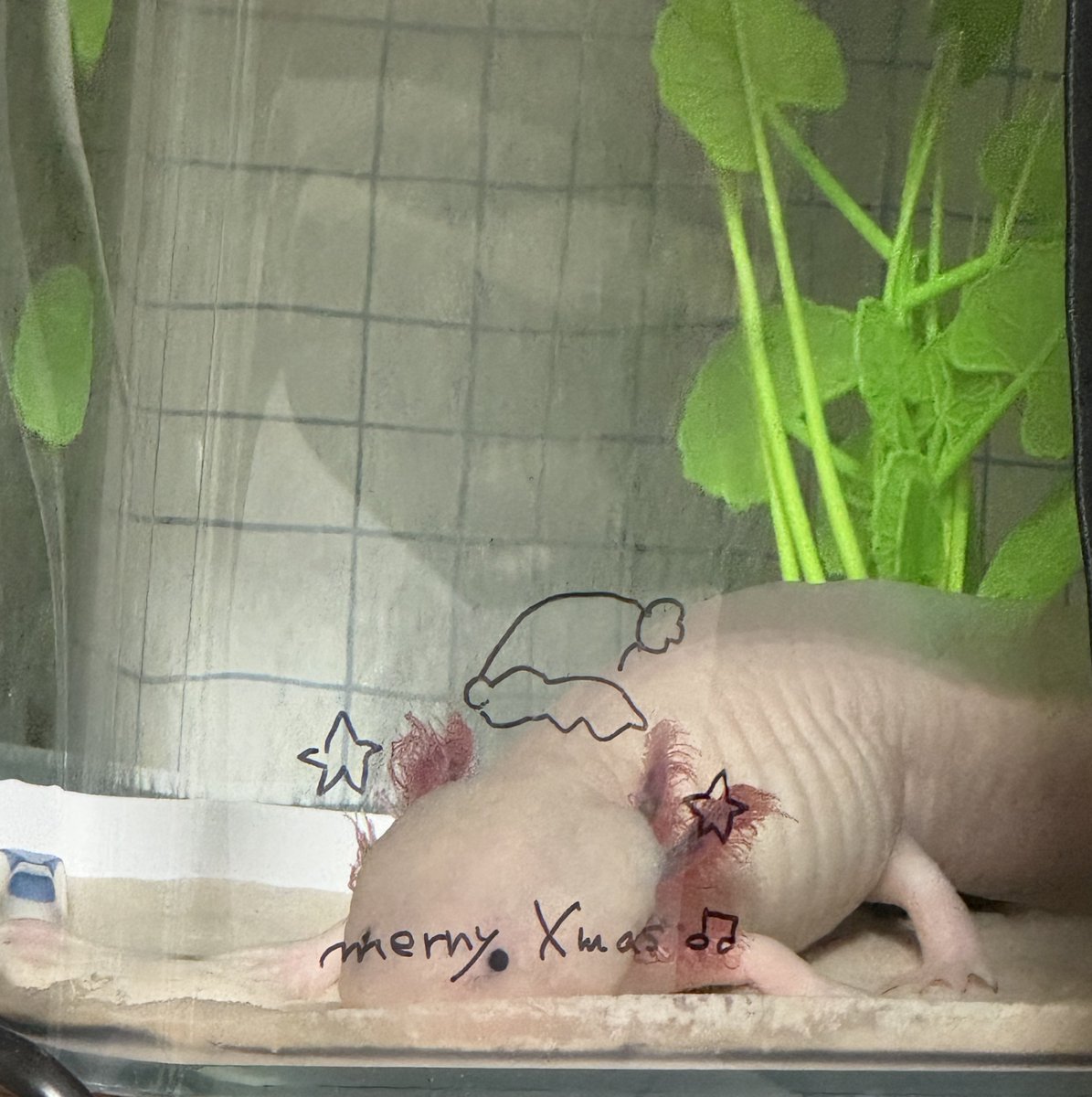 クリスマスウーパー