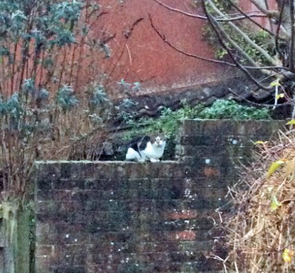 CatCall_UK's tweet image. White and black Cat found in The Croft Hastings Old Town see details and contact information catcall.org.uk/lost-and-found…
#CatFoundinHastings #MissingCat #CatCall #GettingCatsHome #Caring4Cats #CatRescue #lovecats