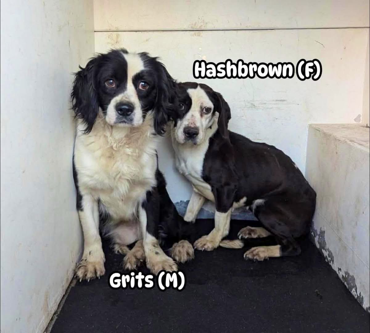 Dubs4Mutts's tweet image. 🐶 HASHBROWN &amp;amp; GRITS 💔
Rocky Mount, North Carolina
🚨 NEED PLEDGES &amp;amp; SHARES 🚨
Seized from owner &amp;amp; officially signed over. They are safe but urgently need rescue commitment &amp;amp; placement ASAP 🙏🏽🏡 We are working quickly to secure a path forward for them. Please 📧…