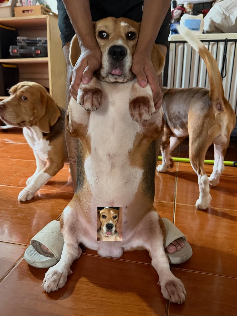 beagle_lover_'s tweet photo. OMAD with Apollo Side eye.. 😂 #beagle   #dogloverclub  #funnbunny  #foryou  #ViralVideos https://t.co/4xEMrZ81m1