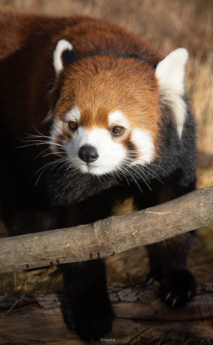 むぎ★ byumsac 2026 Kawasaki Ninja® ZX™-6R ABS | Motorcycle.com