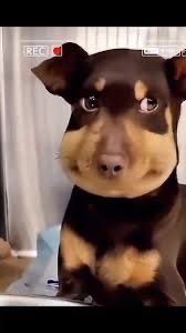 Crowmo got banned🥲 tweet media