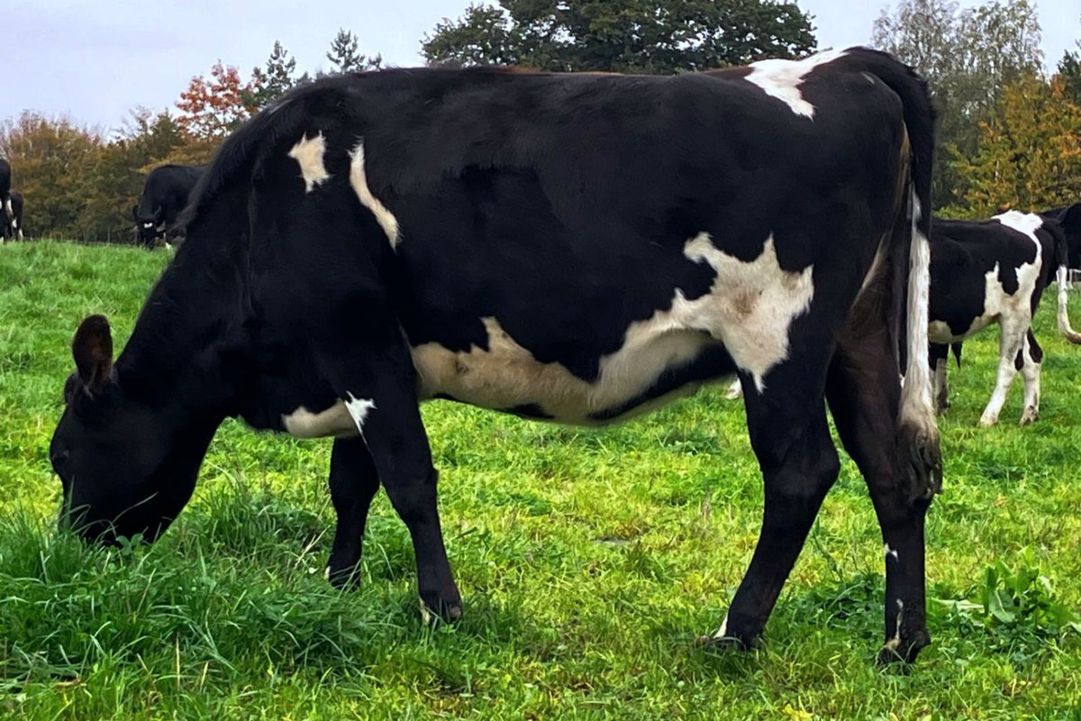 Grasstec Ltd tweet media