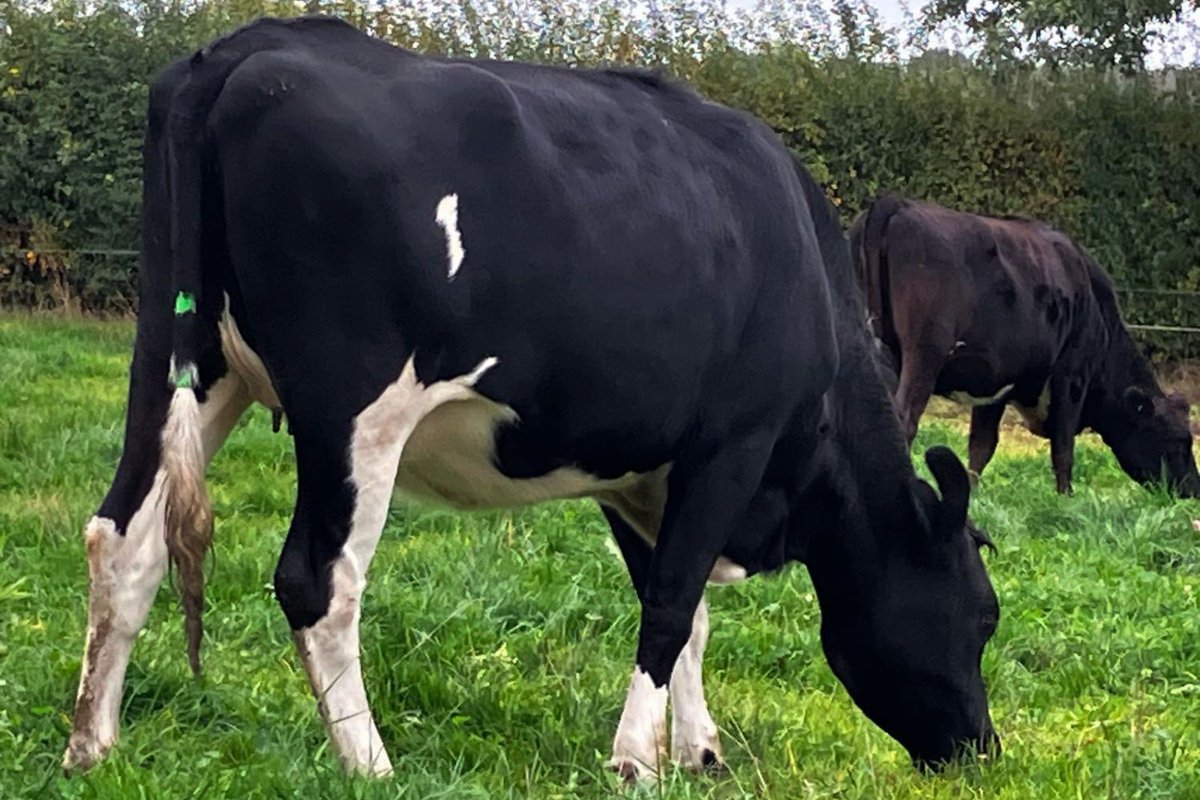 Grasstec Ltd tweet media