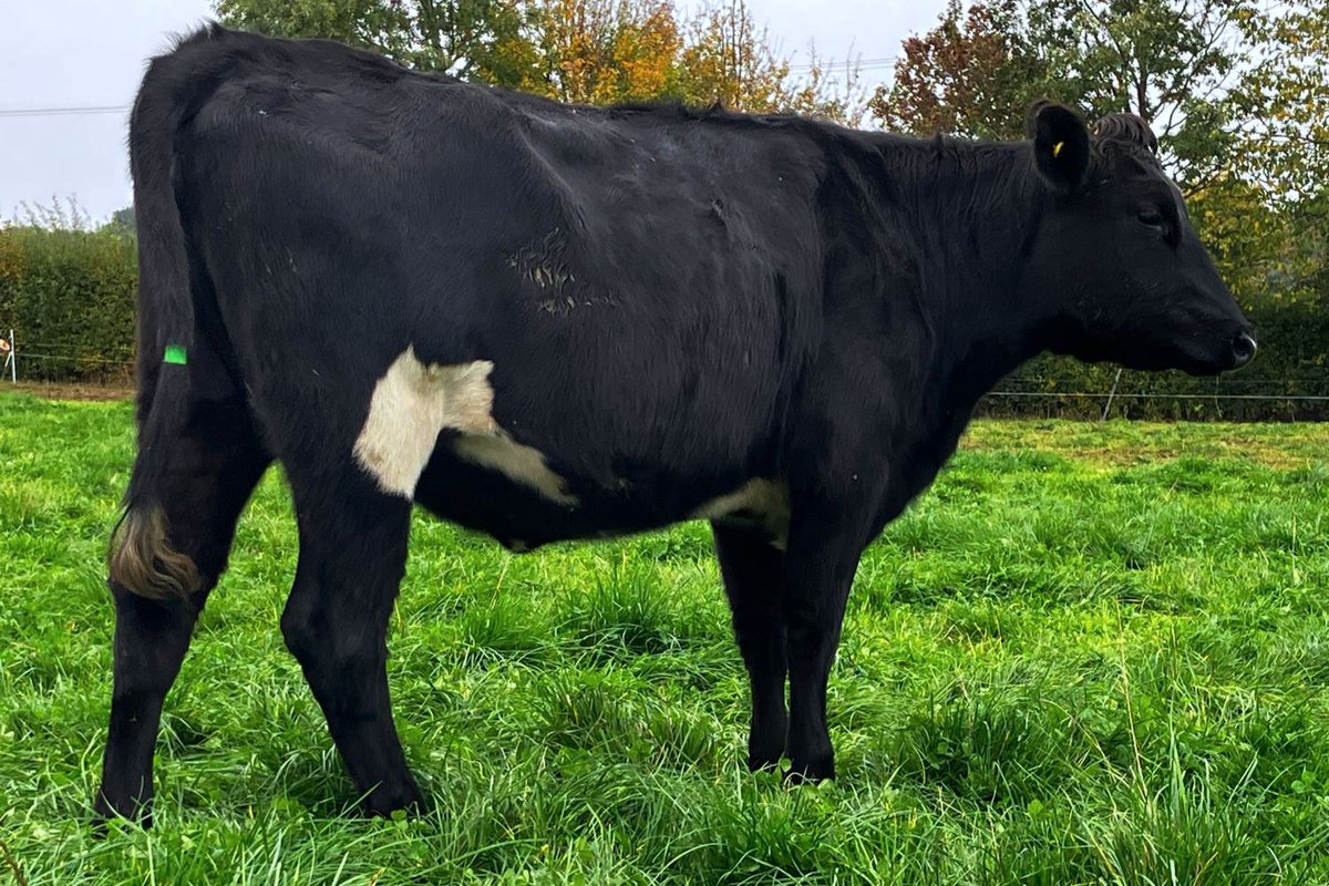 Grasstec Ltd tweet media