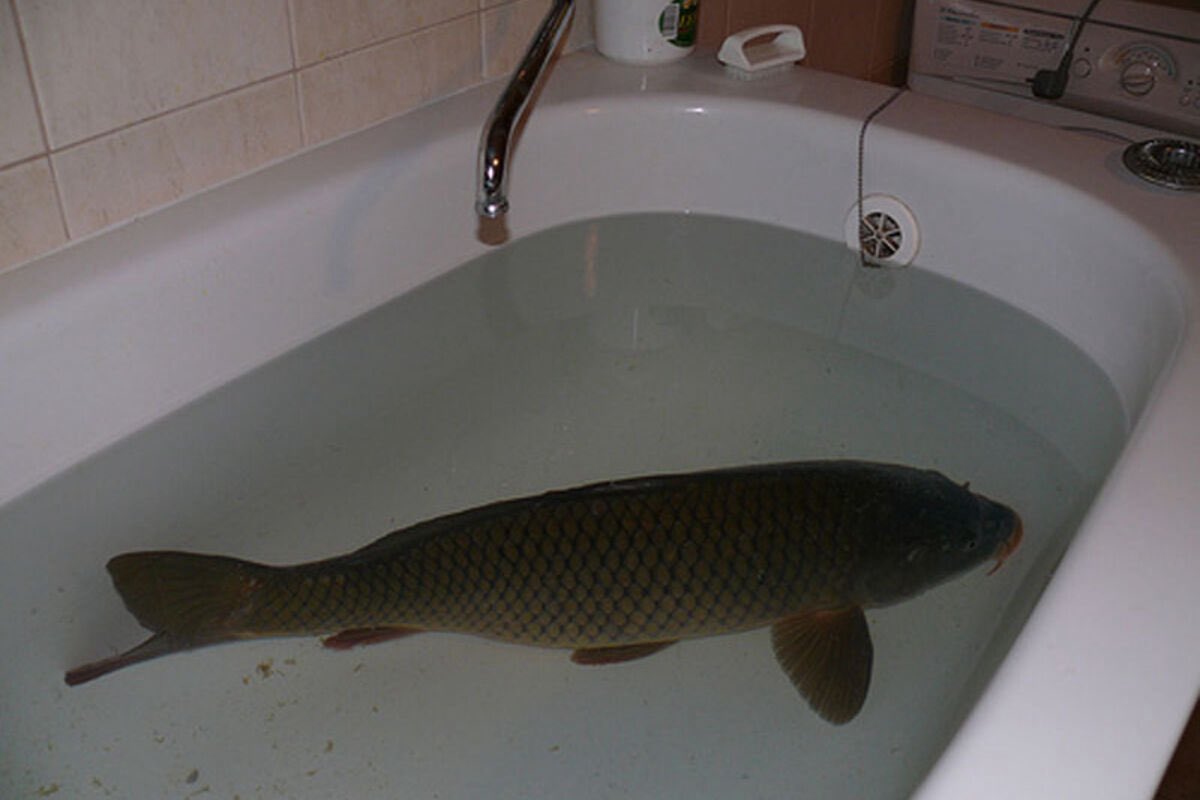 kindfishfriend's tweet image. it’s christmas so you know what time it is, carp in the tub 🫧