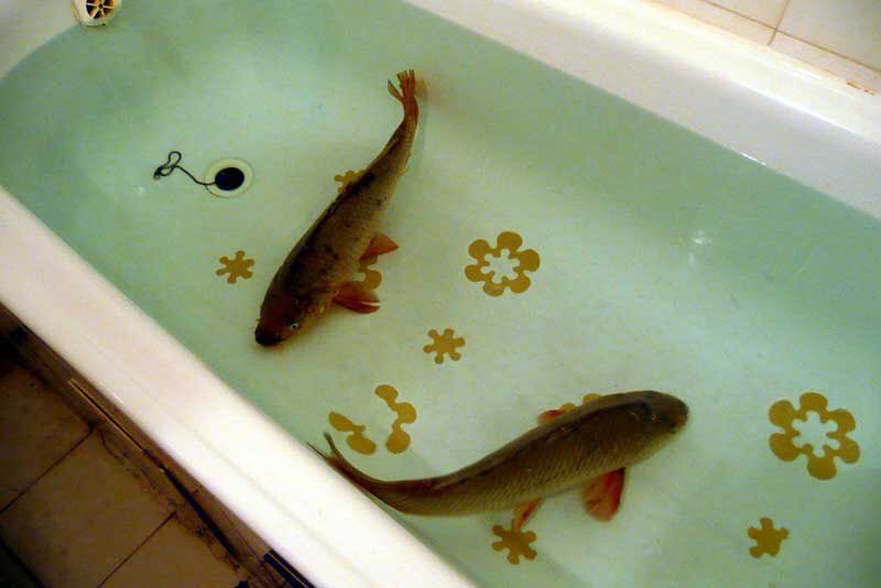 kindfishfriend's tweet image. it’s christmas so you know what time it is, carp in the tub 🫧