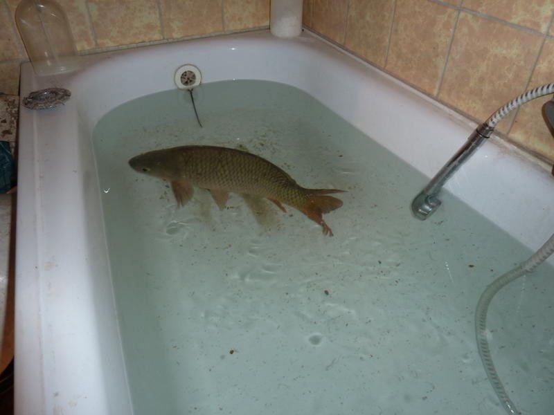 kindfishfriend's tweet image. it’s christmas so you know what time it is, carp in the tub 🫧