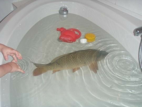 kindfishfriend's tweet image. it’s christmas so you know what time it is, carp in the tub 🫧