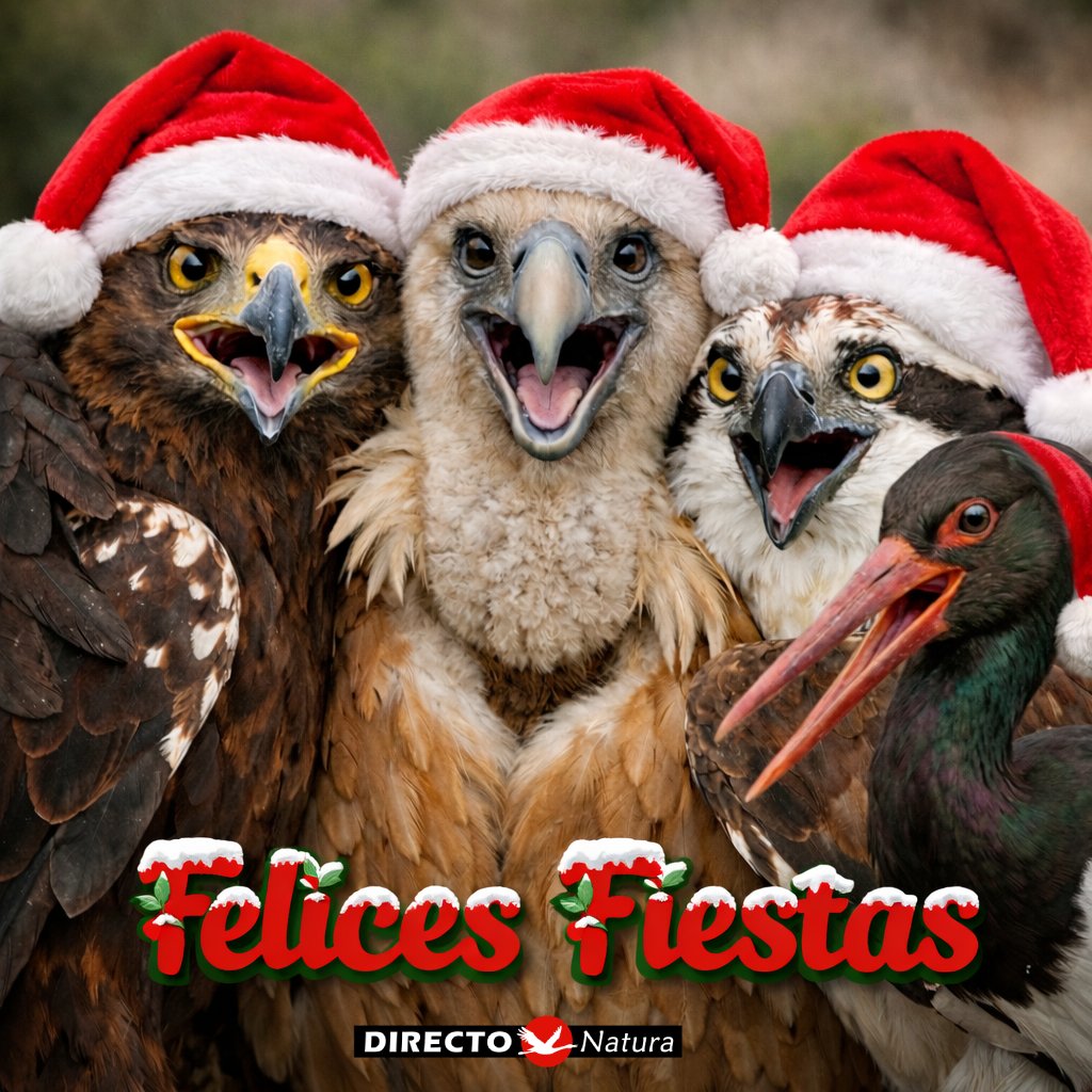 Que la magia de la vida salvaje nos siga inspirando. 🌍🦉
Que estas fiestas sean un nido de paz, salud y muchos nuevos avistamientos. ¡Feliz Navidad de parte de todo el equipo de Directo Natura! 🌍❤️