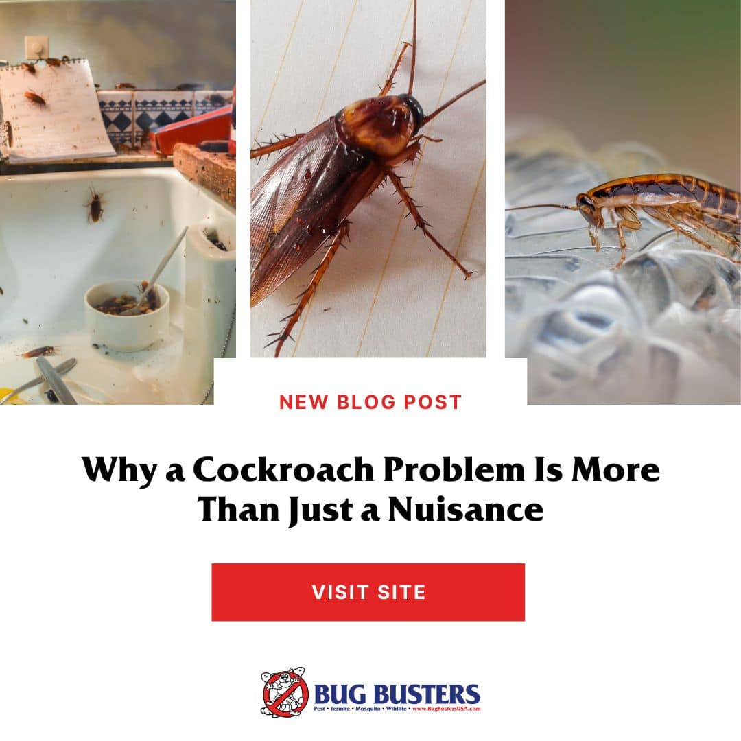 Bug Busters, Inc. tweet media