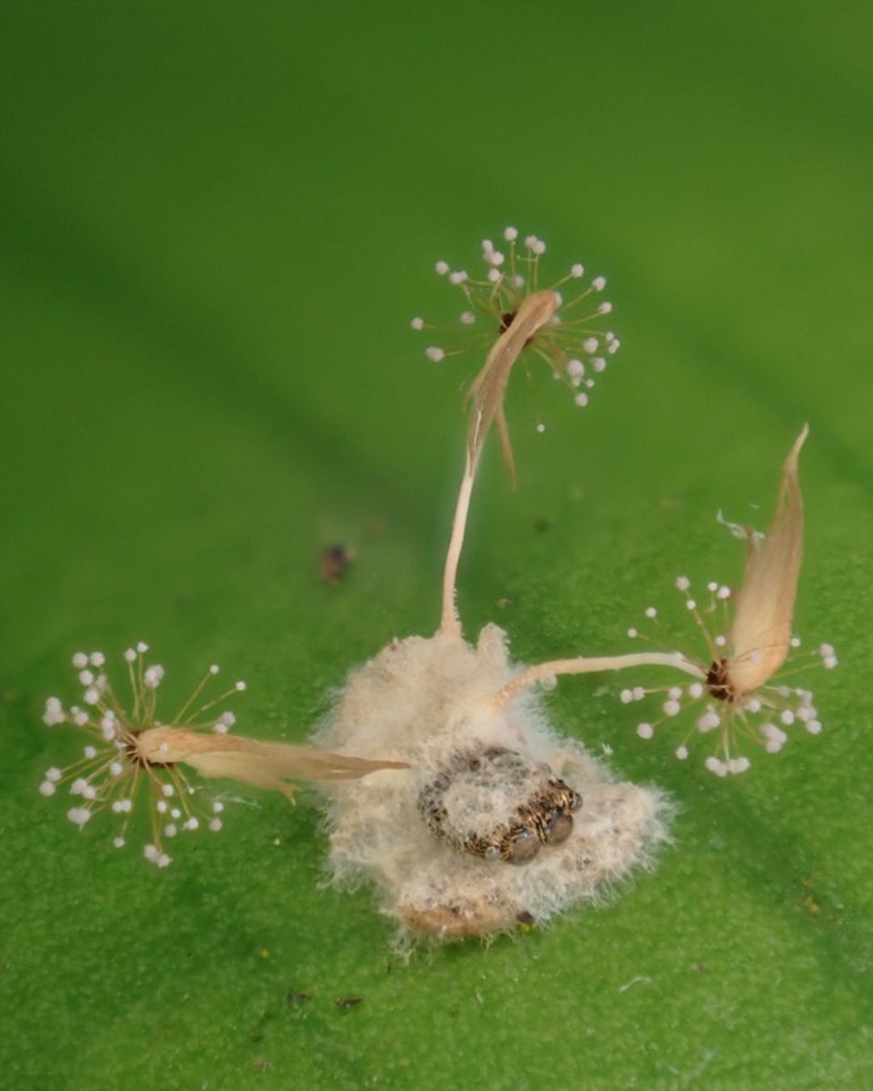 inaturalist's tweet photo. You're currently looking at fungus (specifically Gibellula alata) emerging from a spider. Right now, there are only six observations of this species on iNaturalist!

📷 cajqld on iNaturalist
📍 Australia
🔗: https://t.co/RPiTllSrp5
#ObservationOfTheDay https://t.co/z5hauRDlZX