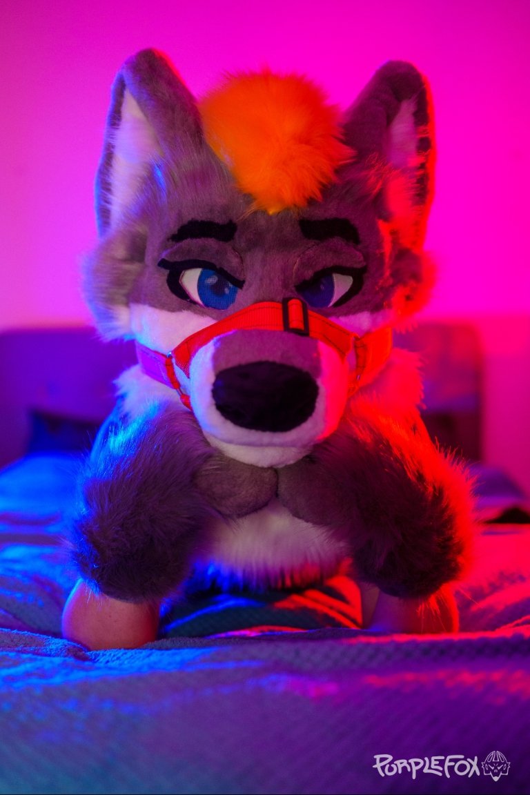 Welsh_Folf99's tweet photo. Hey cuuuuutie, what you doing in my bedroom hmm? Seen something you like~? https://t.co/pXDch8VpPW