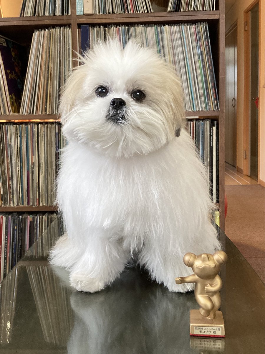 モコゾウが第28回みうらじゅん賞をいただきました！
モコゾウおめでとう〜！！
みうらさんありがとうございます！！youtu.be/HgYp4Pap9Fc?si…