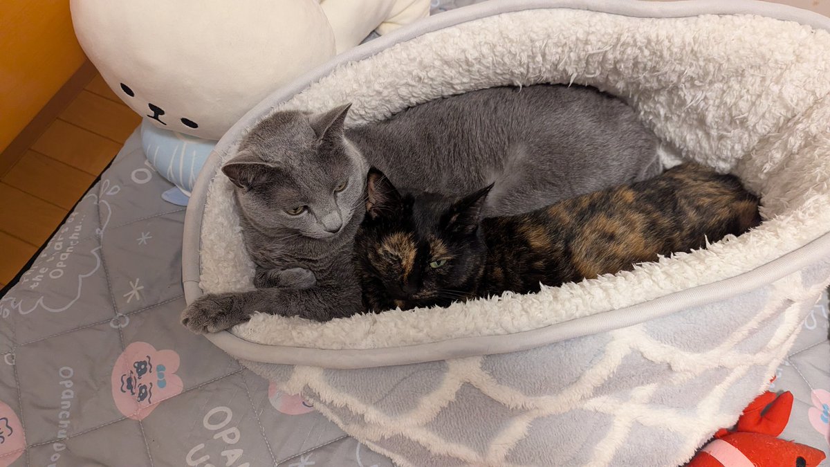 ねこねこねこね Amazon.co.jp: ねこねこねこね (至光社ブッククラブ国際版絵本) : 篠崎