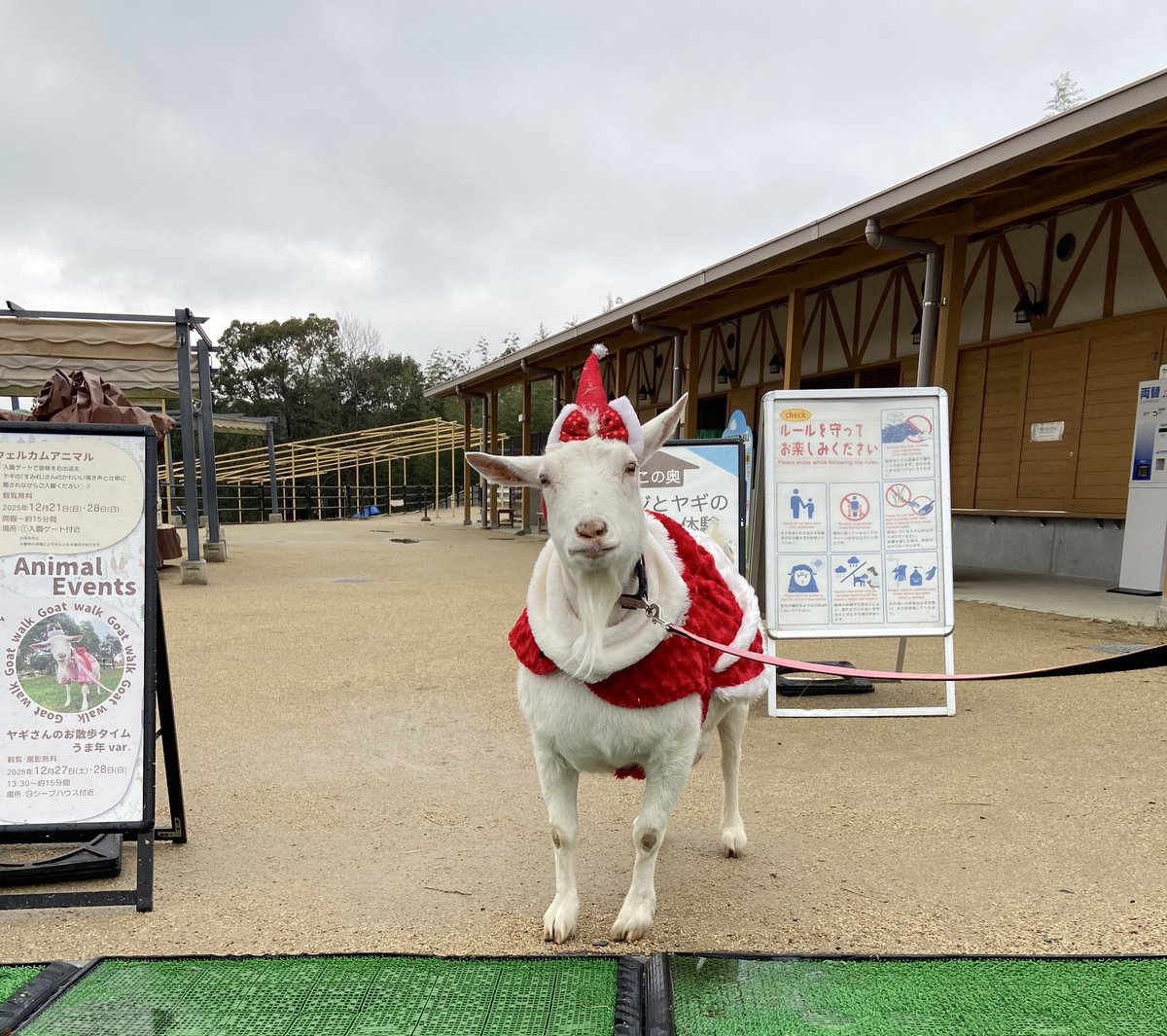 みなさまメリークリスマス🎄
