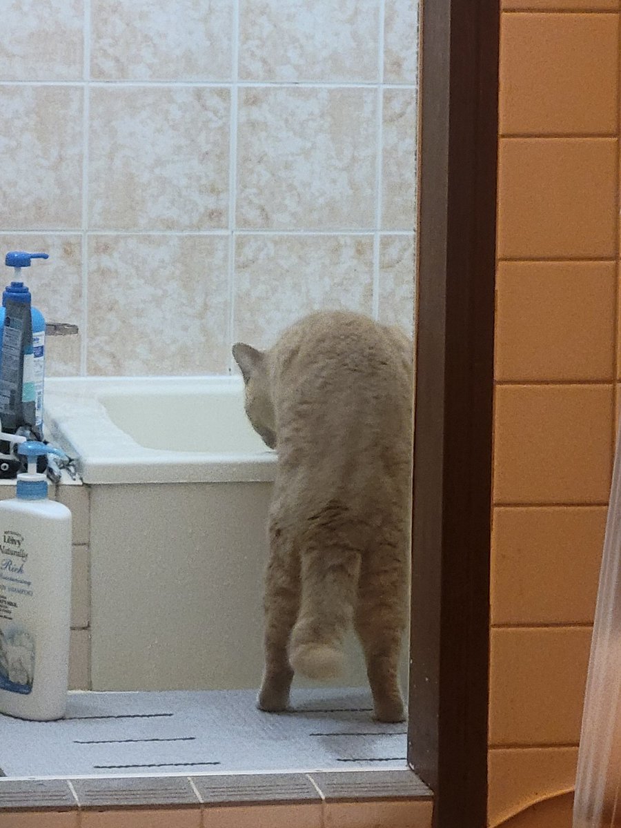 y_17222's tweet photo. お風呂のお湯貯めると毎回確認して
溜まると教えてくれる(その前にアナウンスが流れるけど。) https://t.co/O7MWUD1Yhg