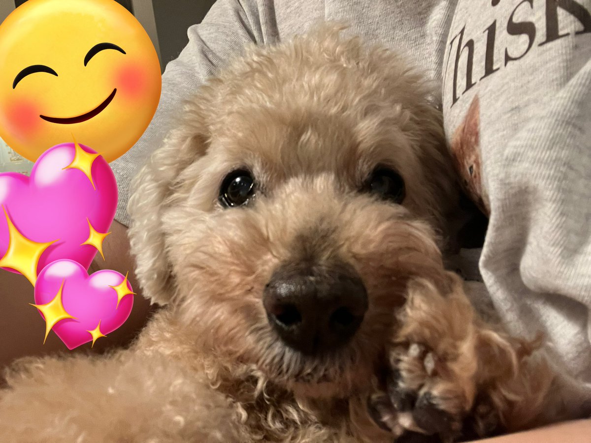 ﾁｬﾘﾝｺ🐩早寝 (@charincot) / Posts / X