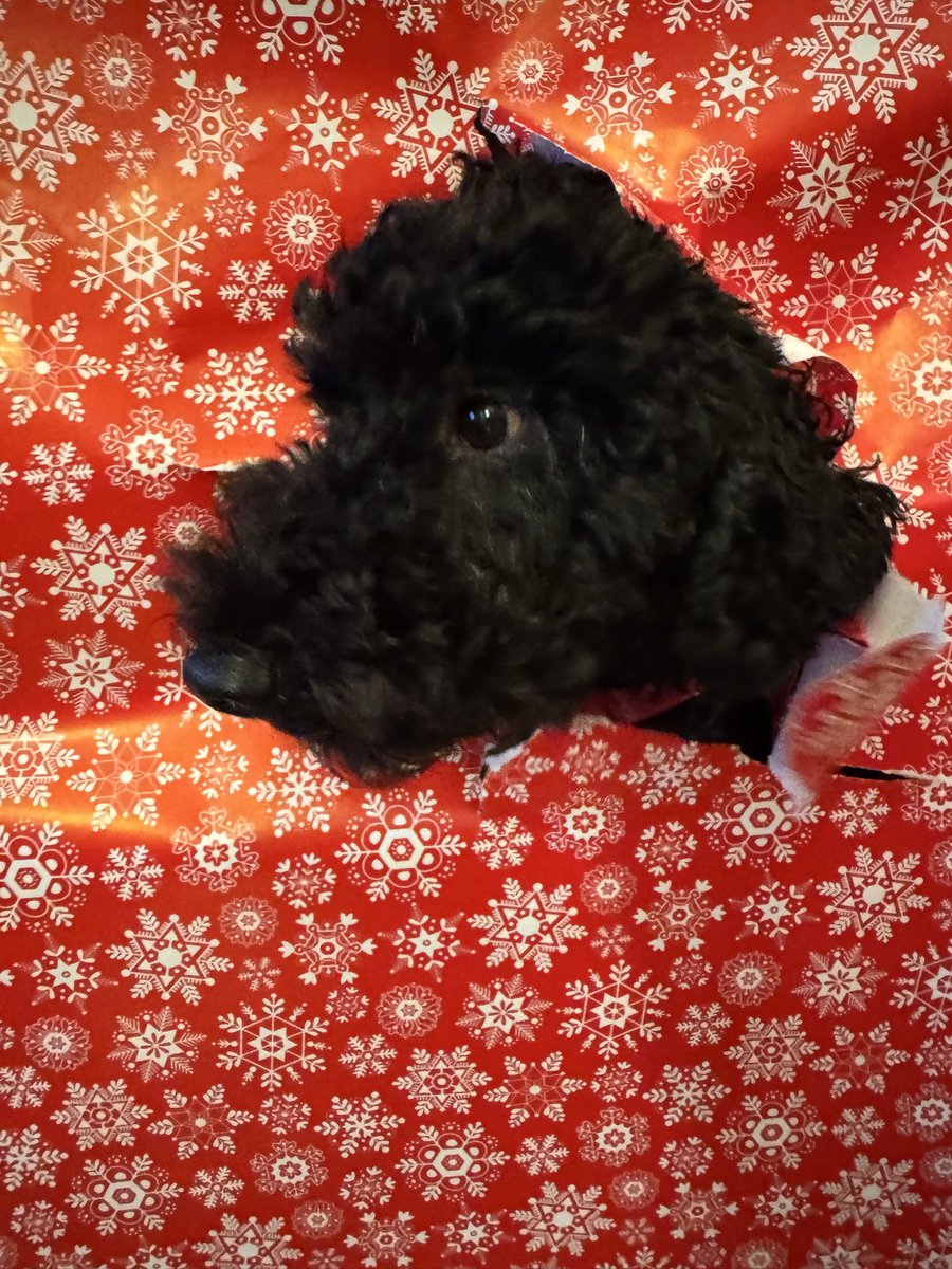 Frohe Weihnachten 🎄